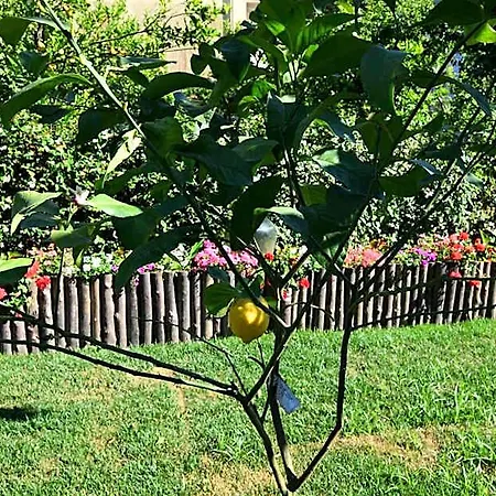Bed & Breakfast Giardino Sorrentino Sorrento