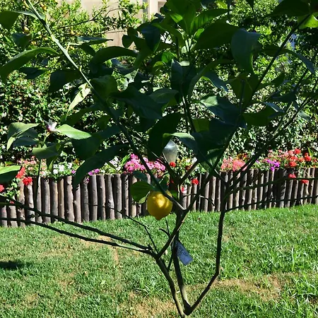 Giardino Sorrentino ソレント